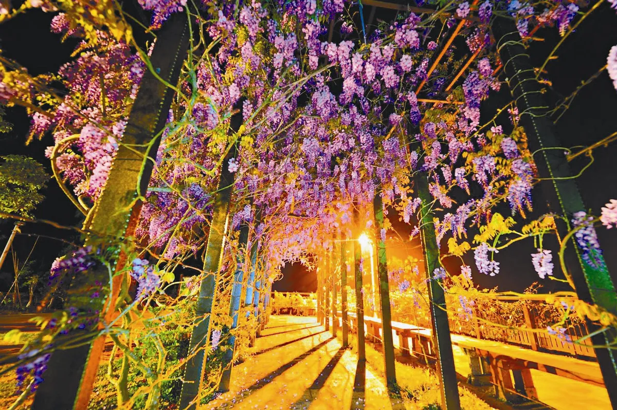 嘉義瑞里紫藤花季來了