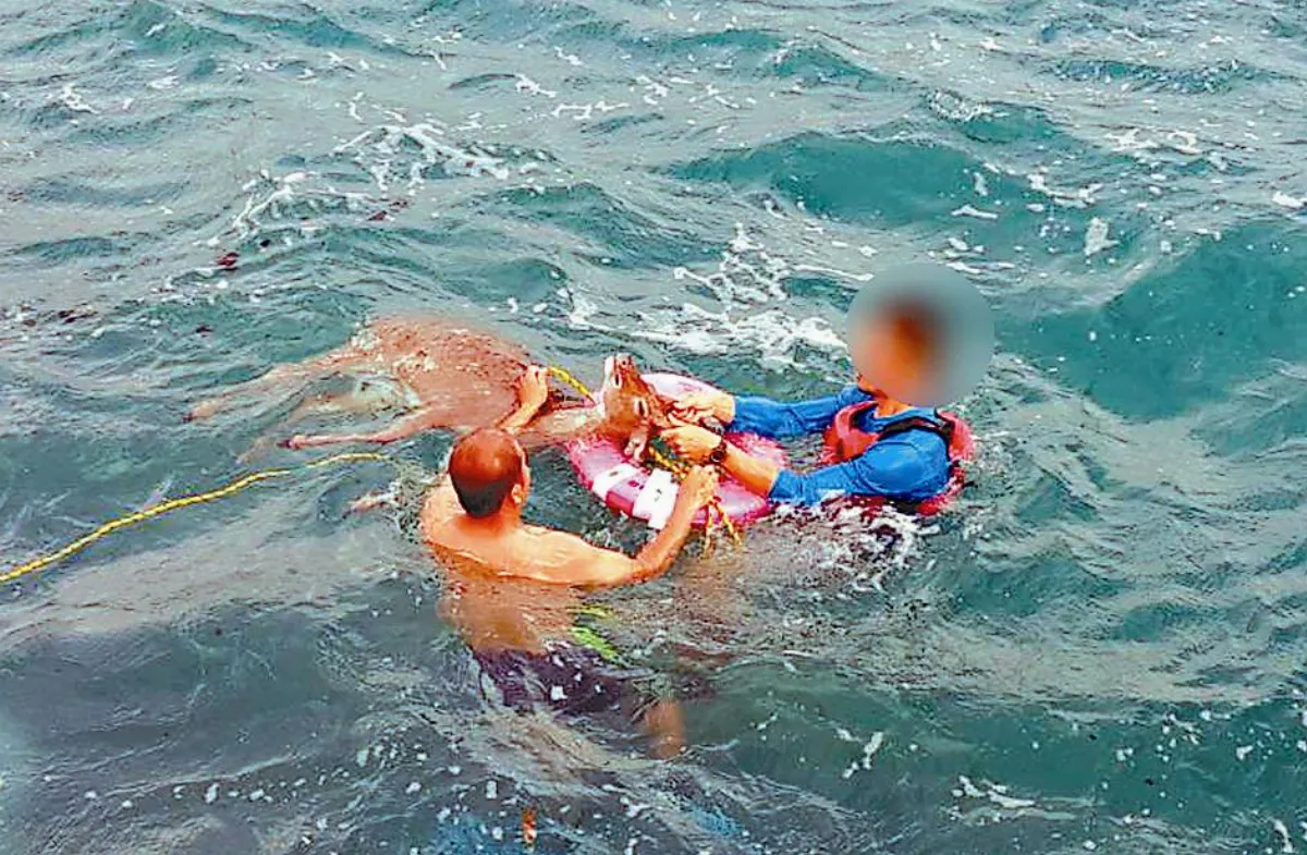 梅花鹿落海 海巡即刻救援