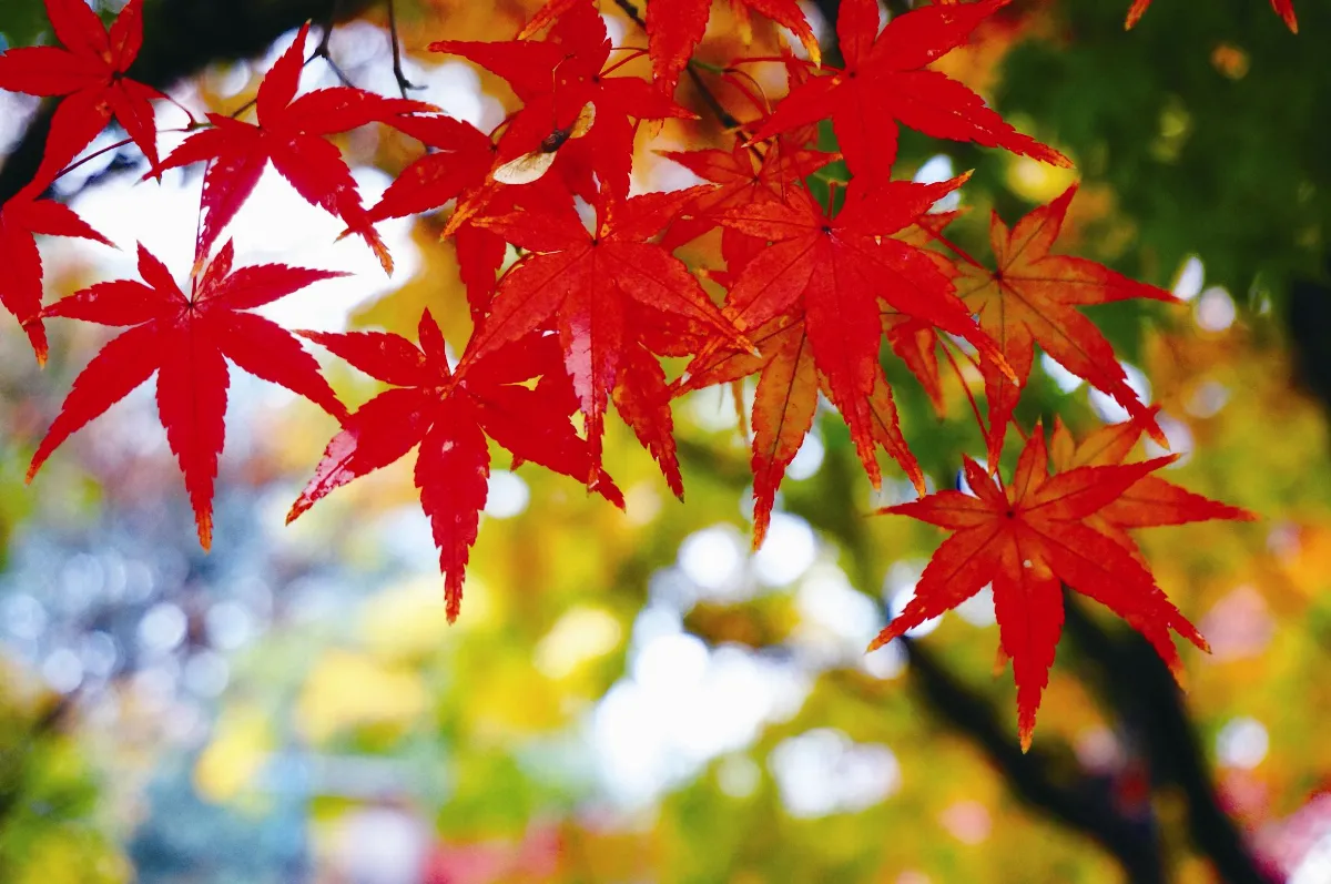 般若心經的生活觀 了解般若與心 上卷 6 搬柴運水皆是禪 生活自在