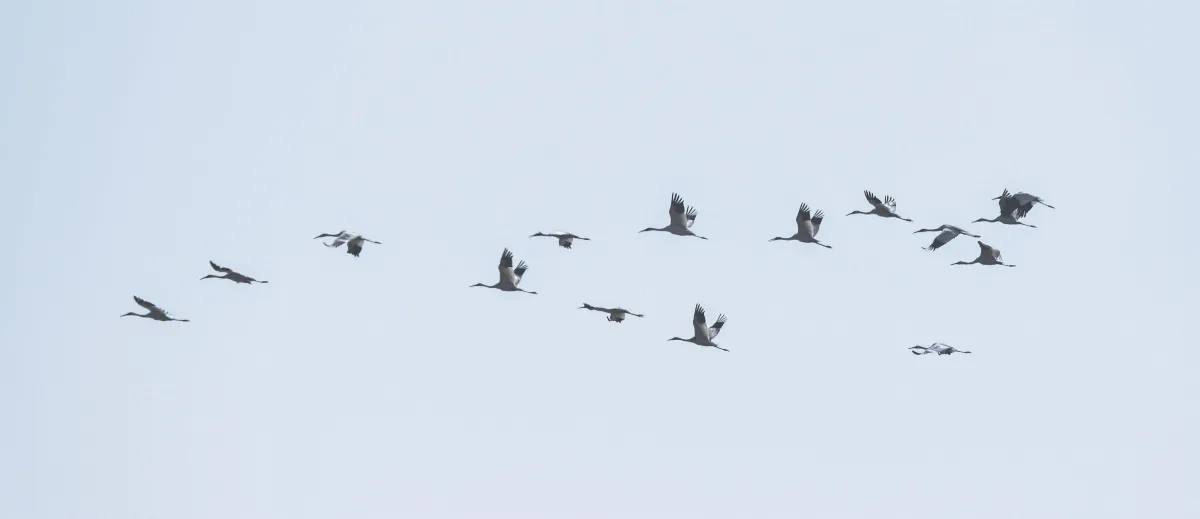 大陸社會觀察  在鄱陽湖越冬 從白鶴看環境變遷
