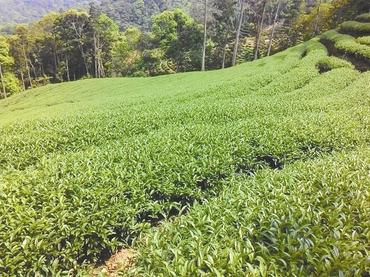 返鄉種茶  科技管理轉型茶園