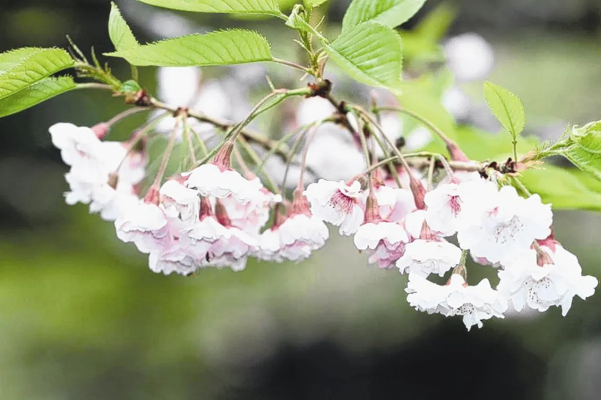 阿里山花季 櫻王迎早春
