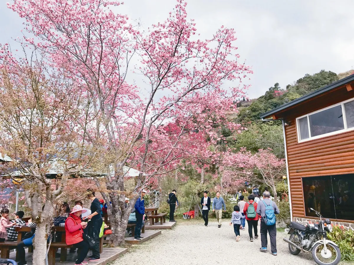 印象旅人 踏春 賞花花有情