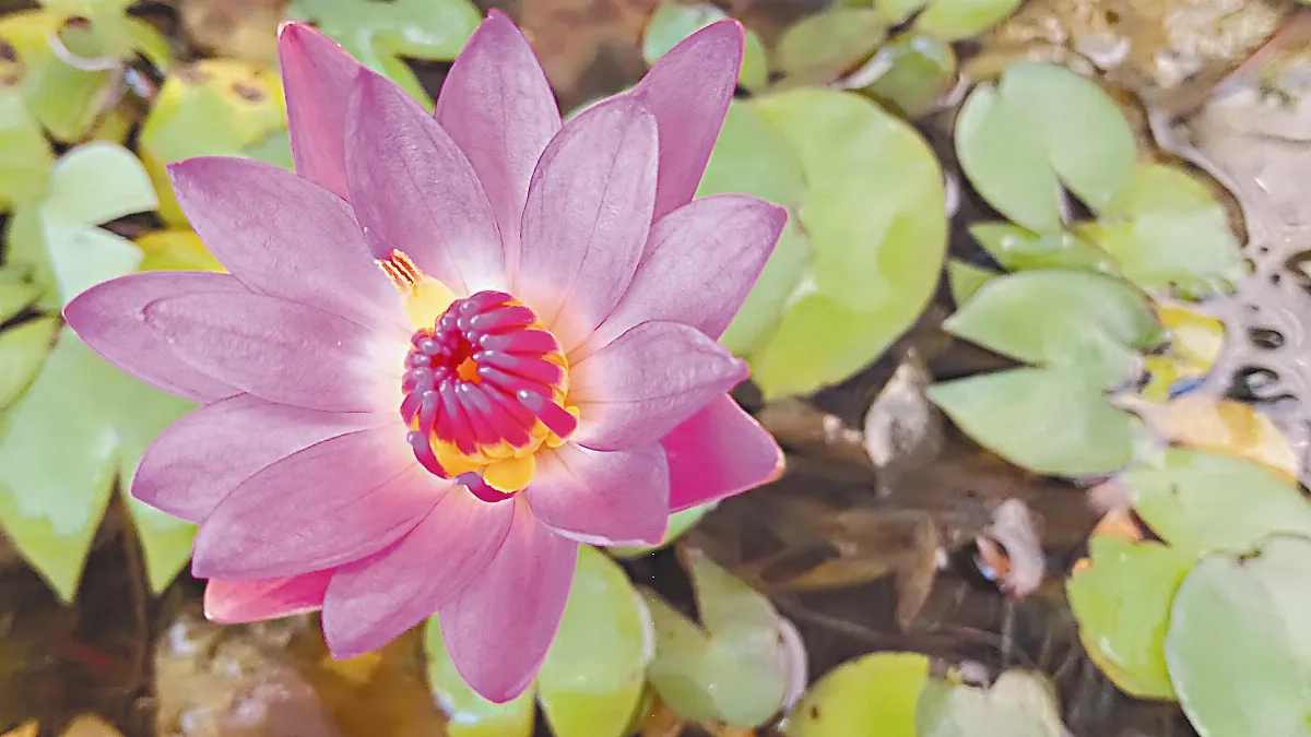 【生命畫語】 花中睡美人