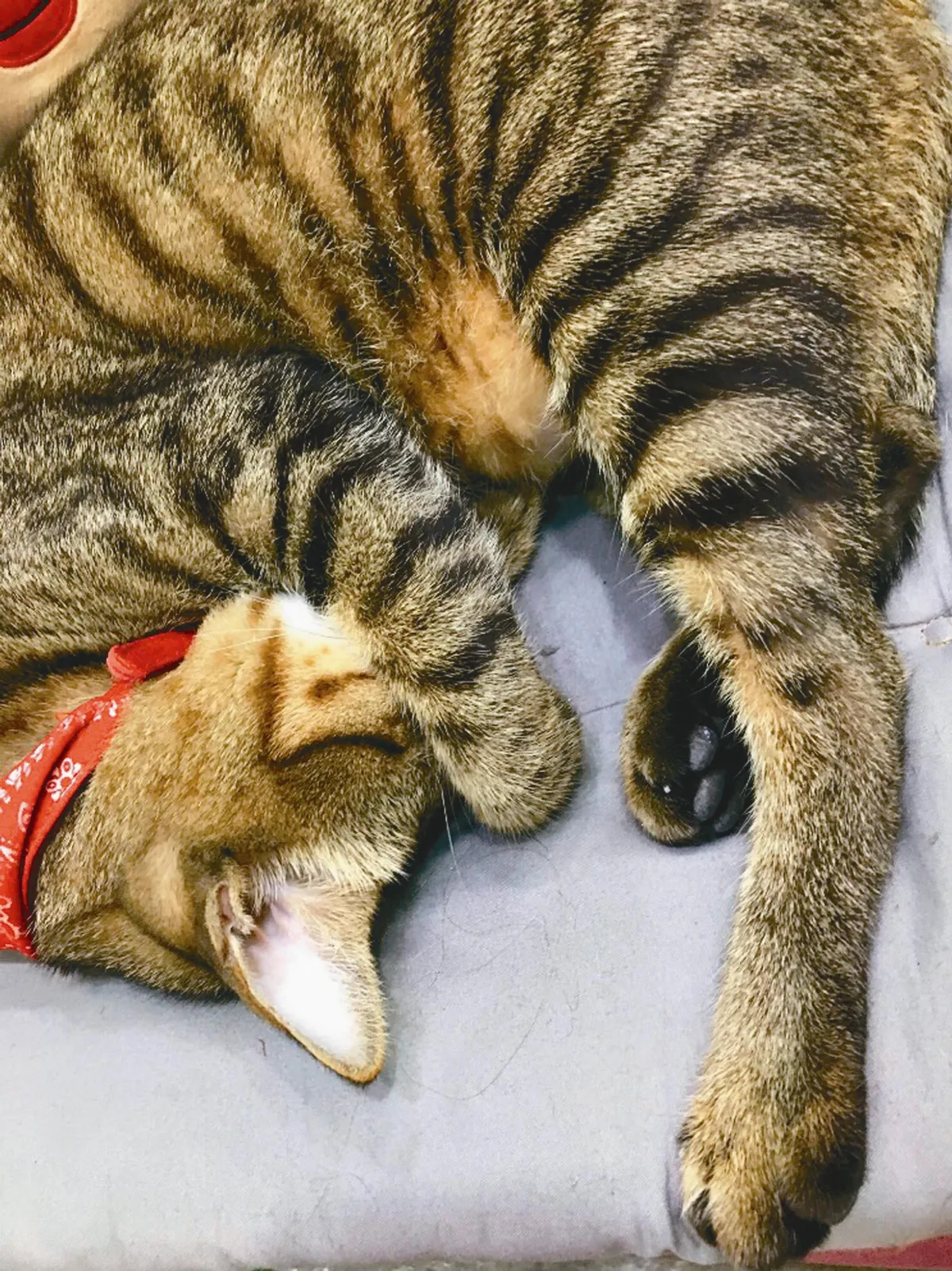 寵物一家親 最皮店長愛唱歌