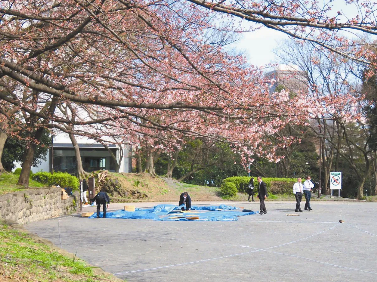 東京櫻花開了 歷年最早