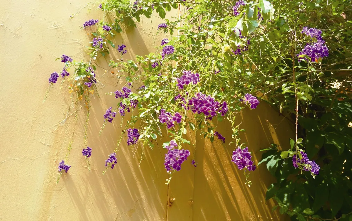 《珍惜˙相遇》  金露花