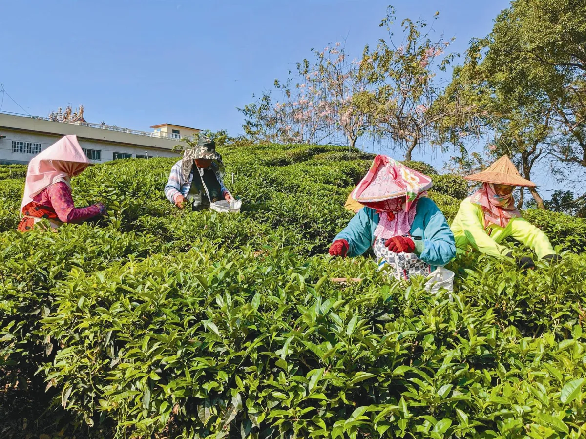 千歲團義工 茶園展身手