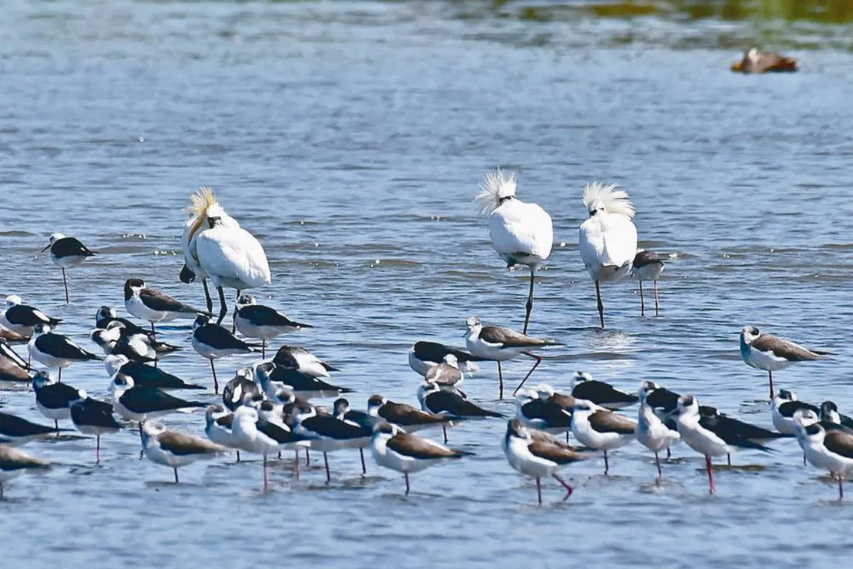 黑面琵鷺群集 香山溼地現身