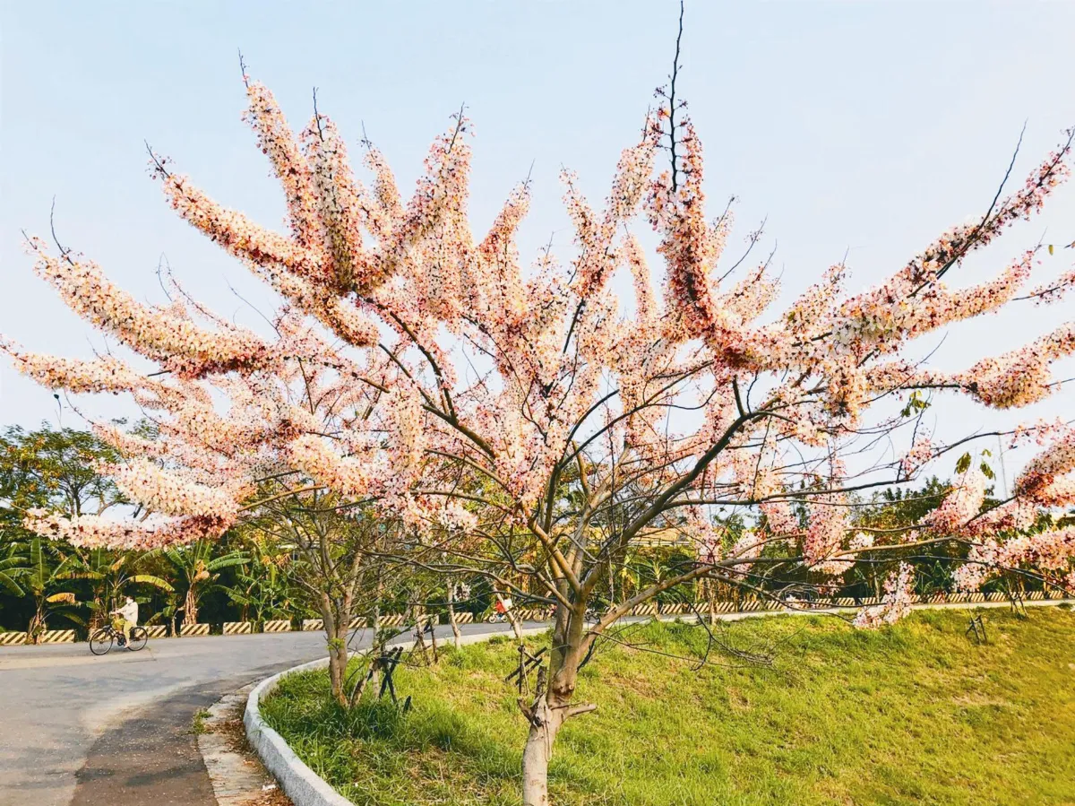 花旗木盛開 天然大花傘