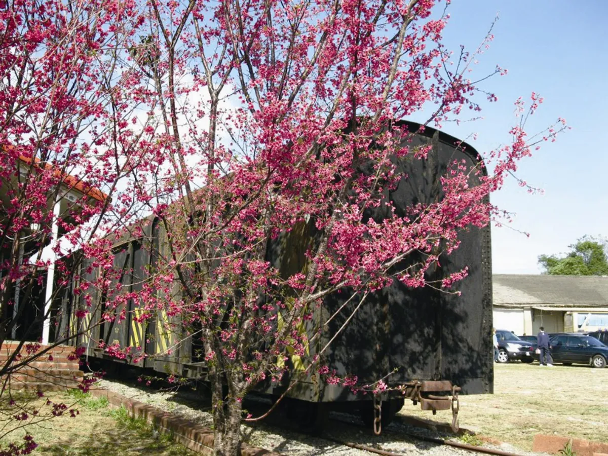 生活快門 櫻花盛開時