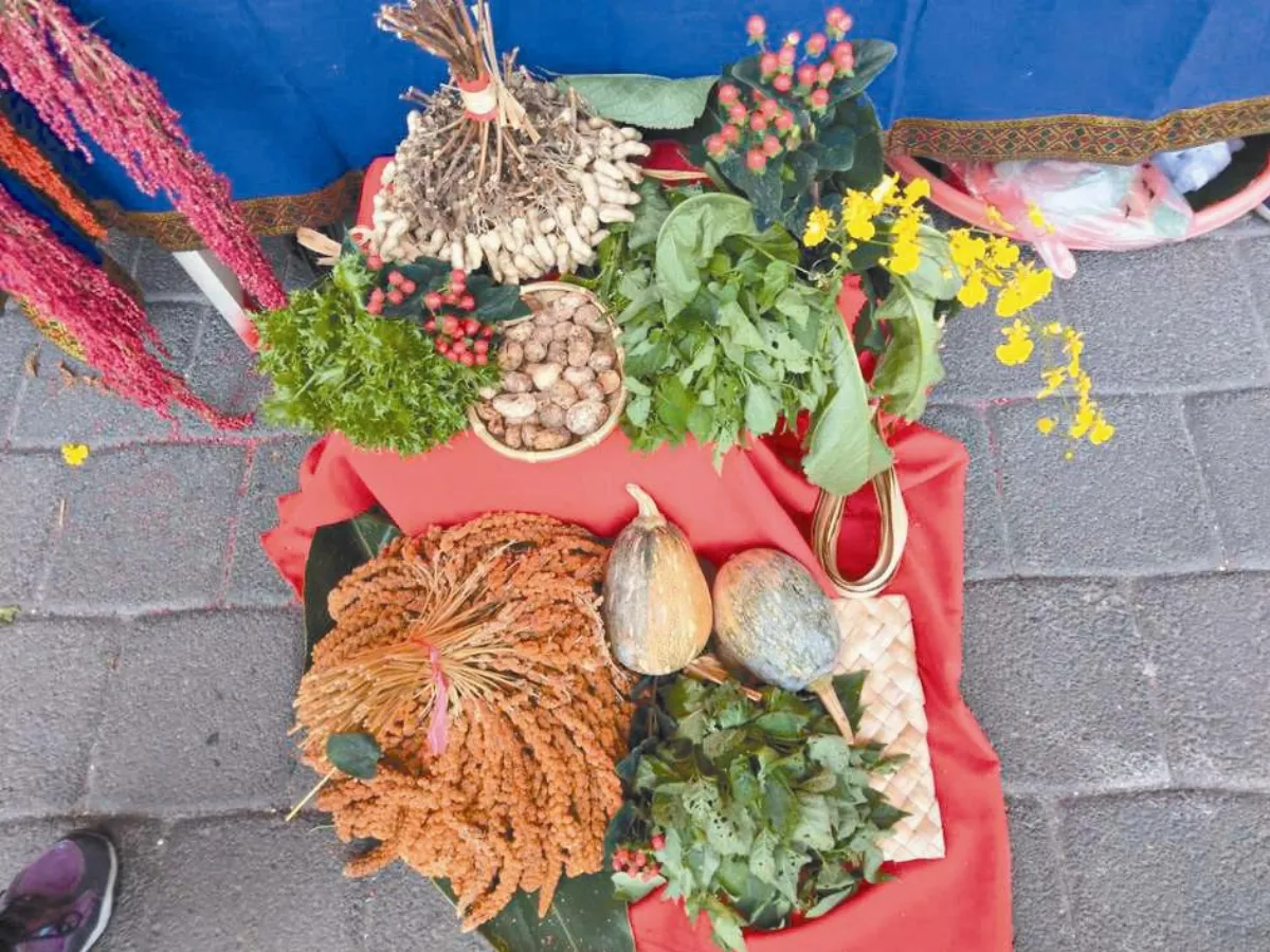 原民傳統野菜 健康又強身