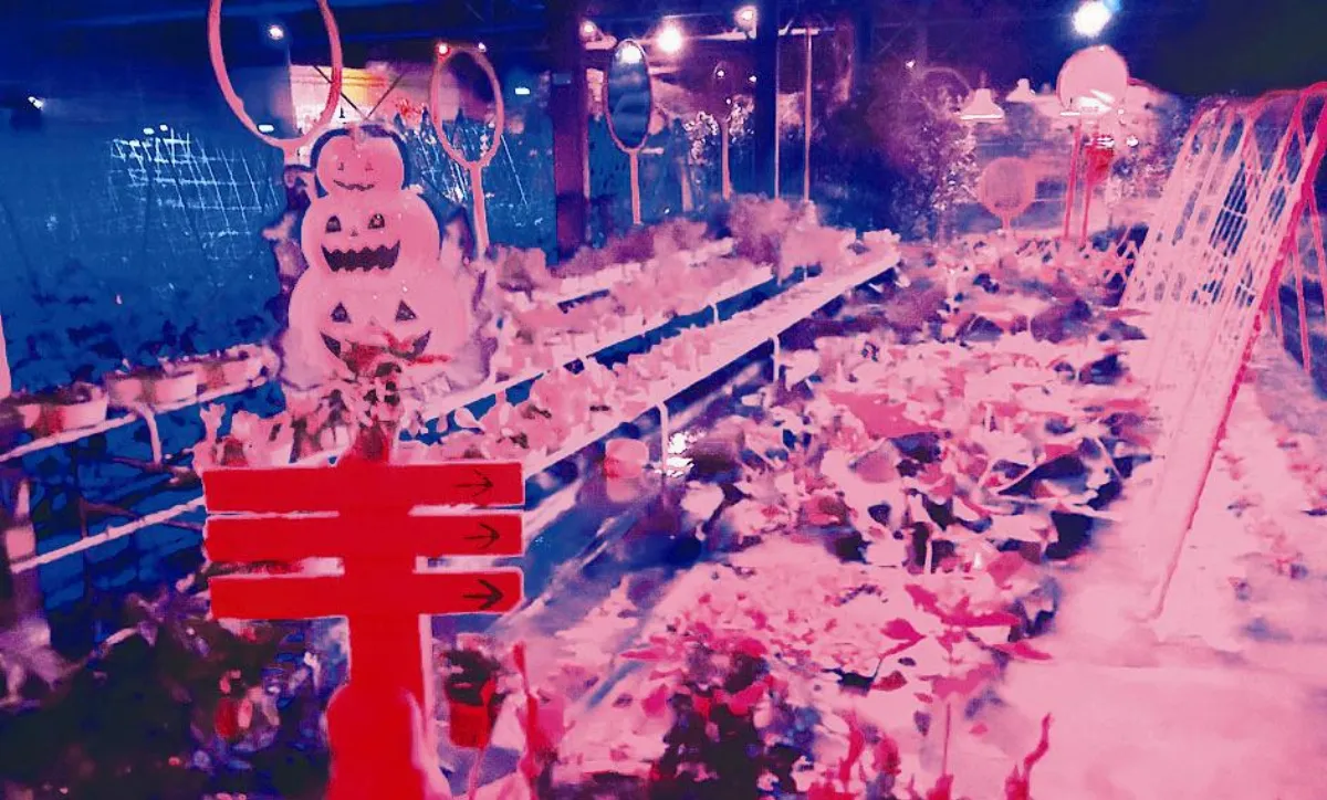 撐傘披白紗 農民迎戰極端氣候