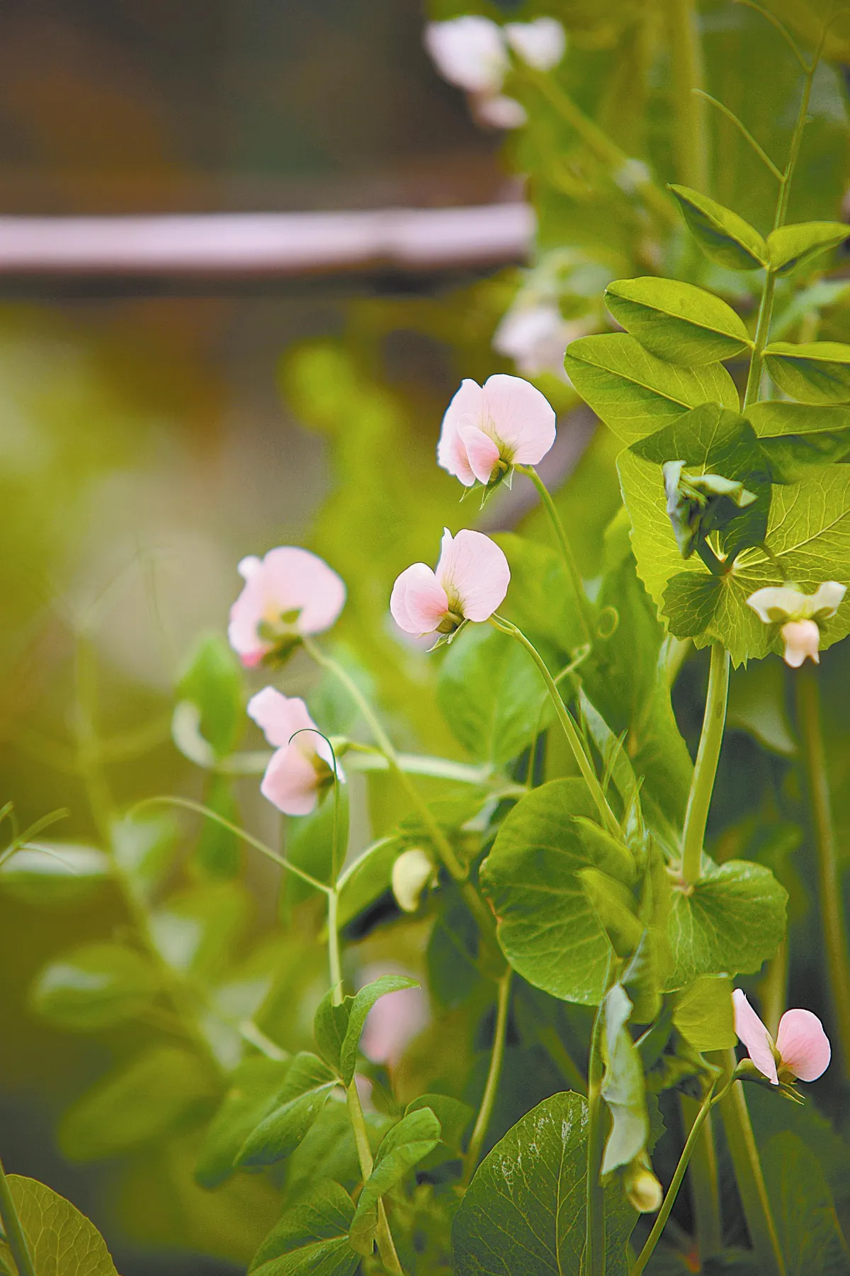 遊藝筆記 豆花春秋