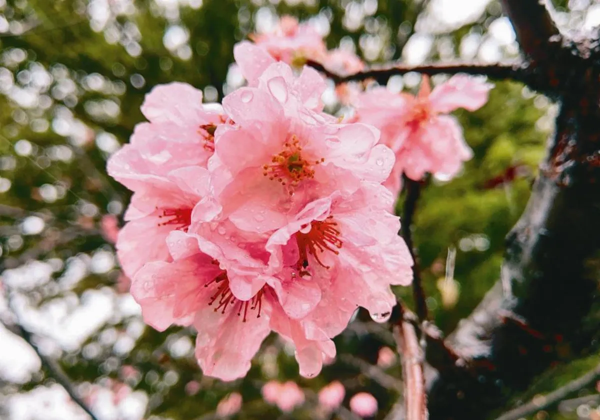 詩  櫻花，在雨中