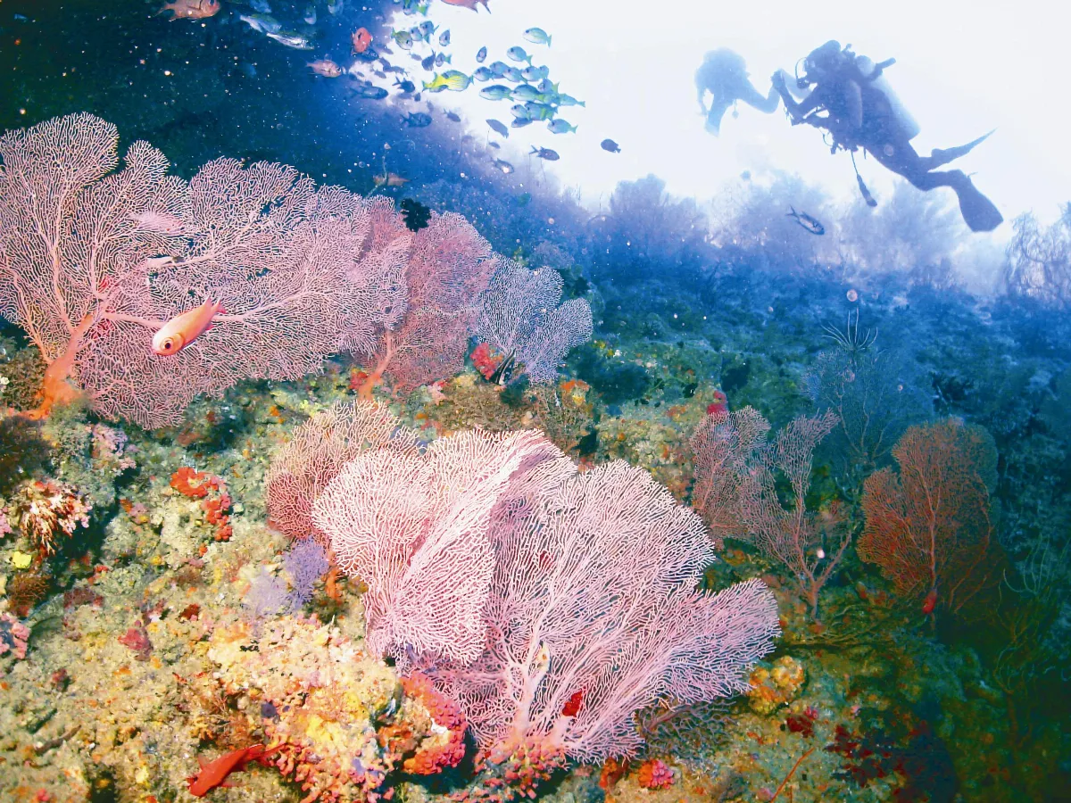 水下攝影 游來游去─ 海洋生物的寬幅世界