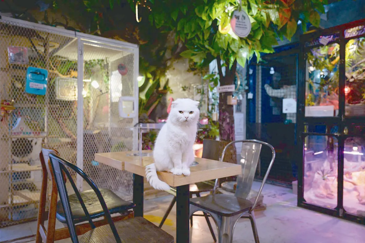 沒遊客 動物失業餓肚子