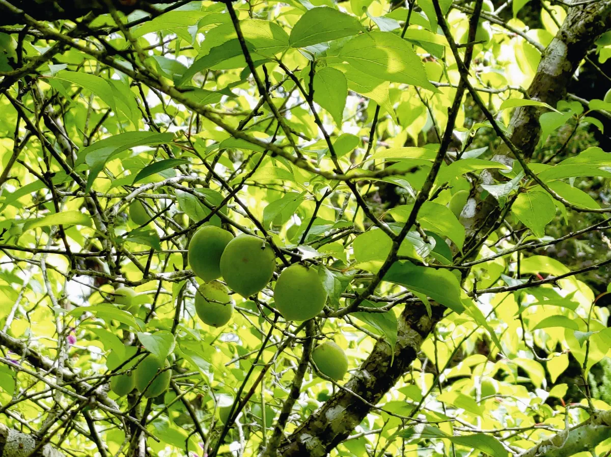 山 村 生活  春日我在樹下仰望