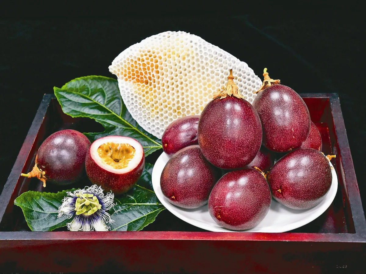 網室栽培 早收百香果上市