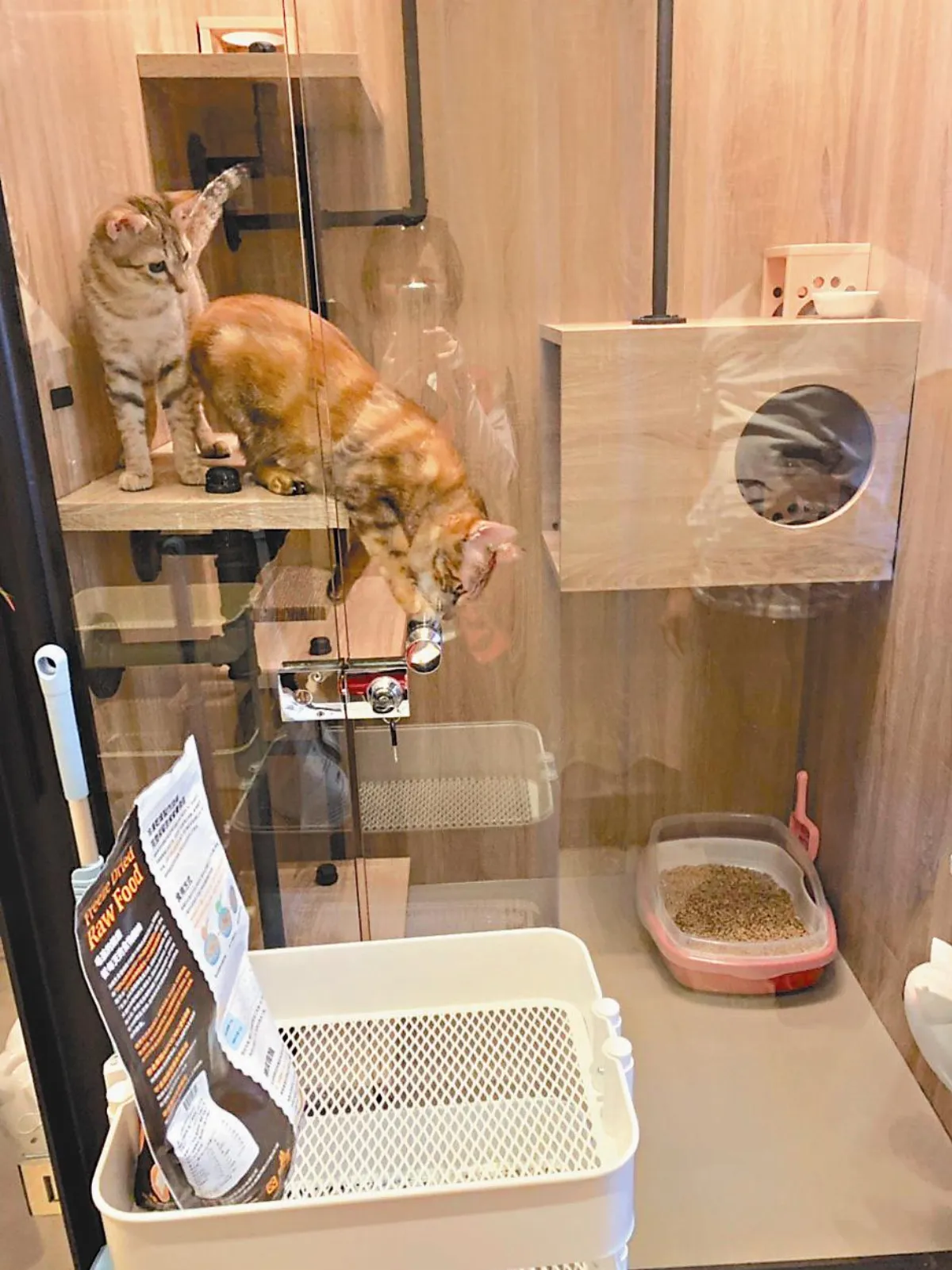 養貓感染弓漿蟲 視網膜發炎