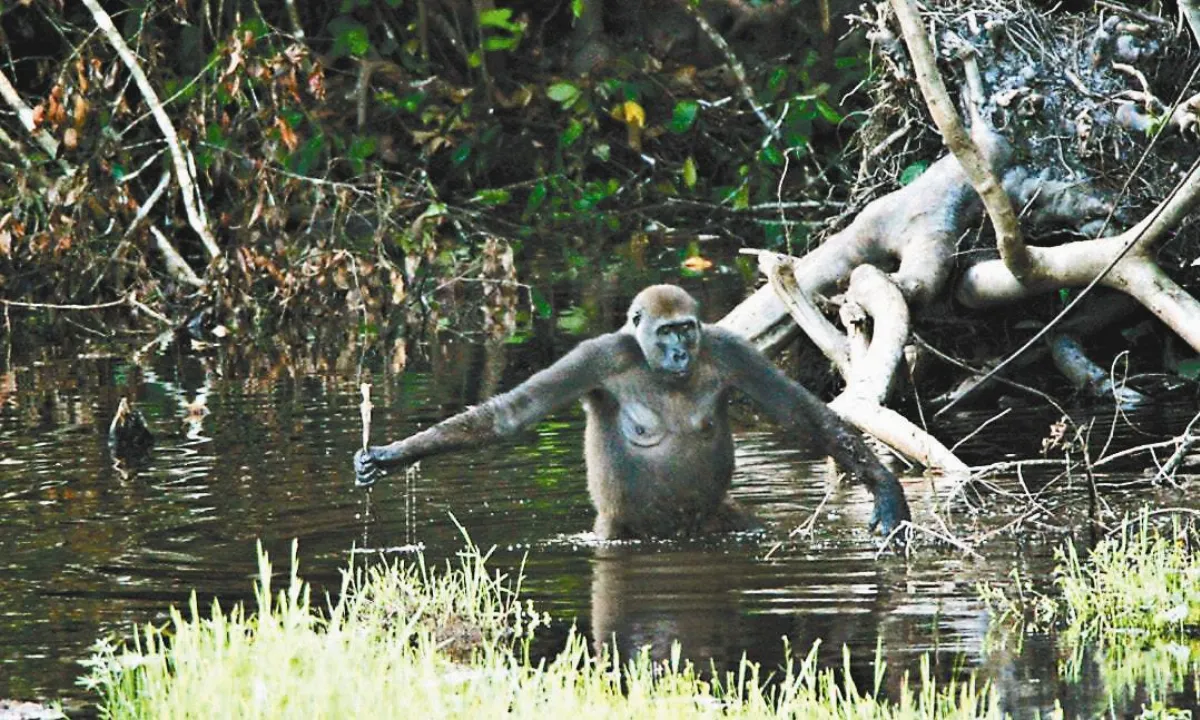 科學哪裡來 過於浪漫的假設─ ─水猿理論（下）