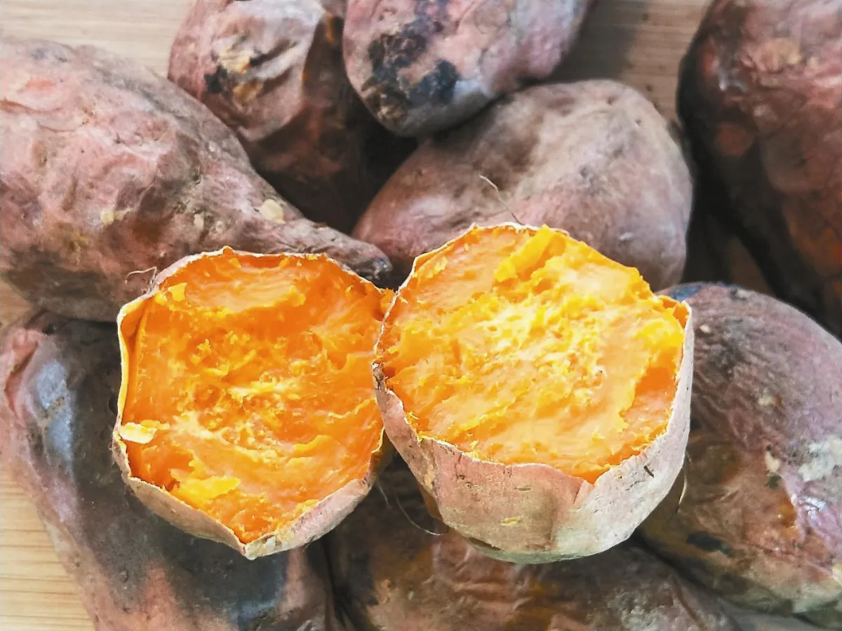 蒸熟、帶皮、搗泥 地瓜養生&thinsp;3&thinsp;吃法