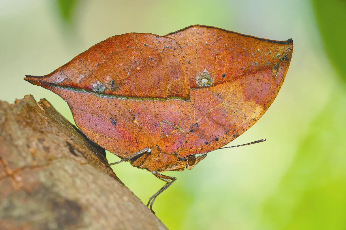 動物顏色大有來頭！