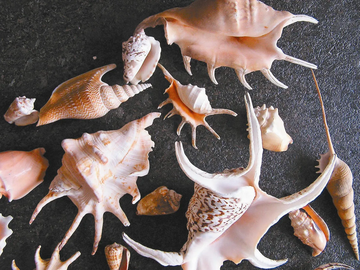 認識海邊  漂亮寶貝