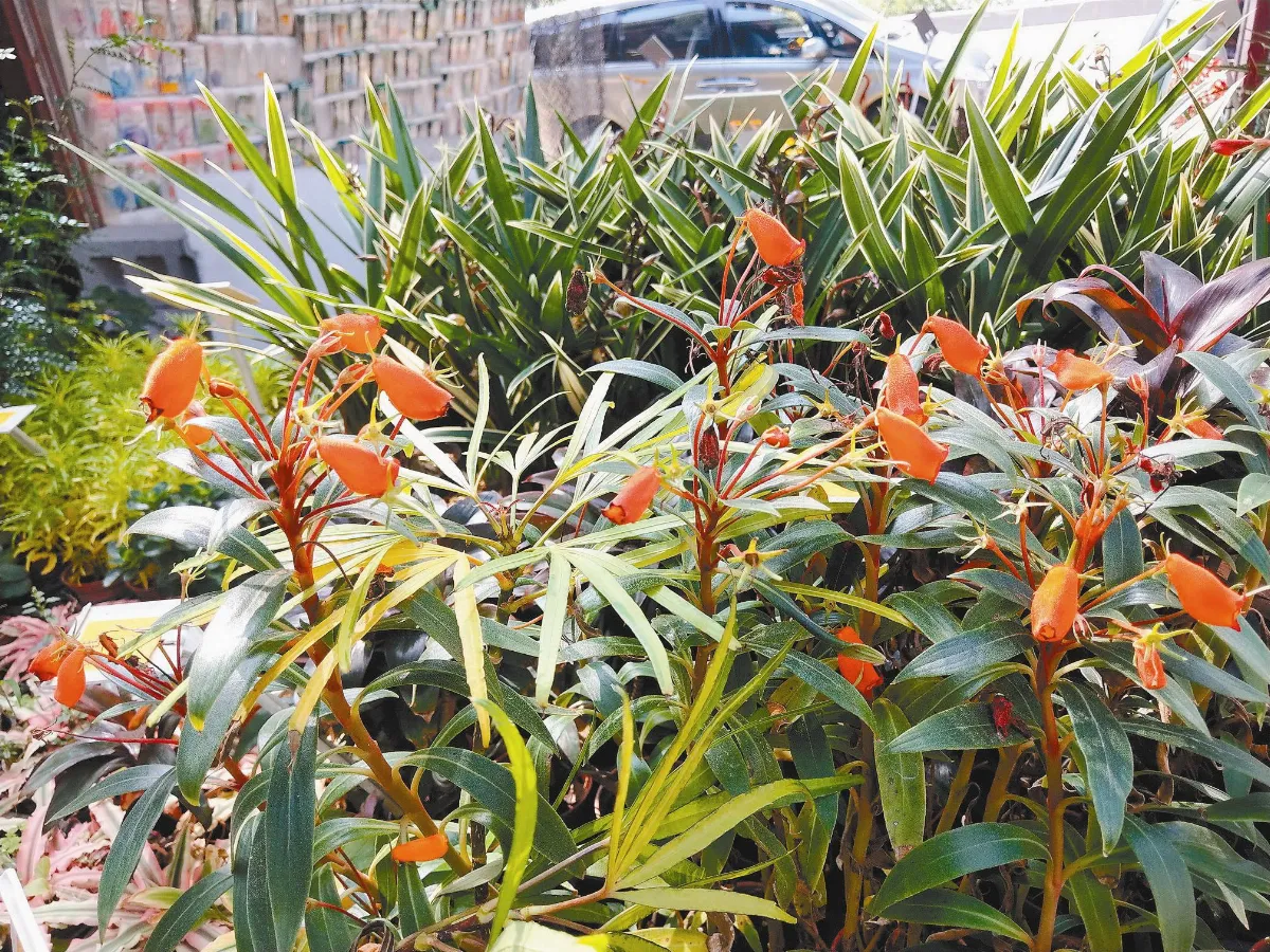 植物教室 小圓彤