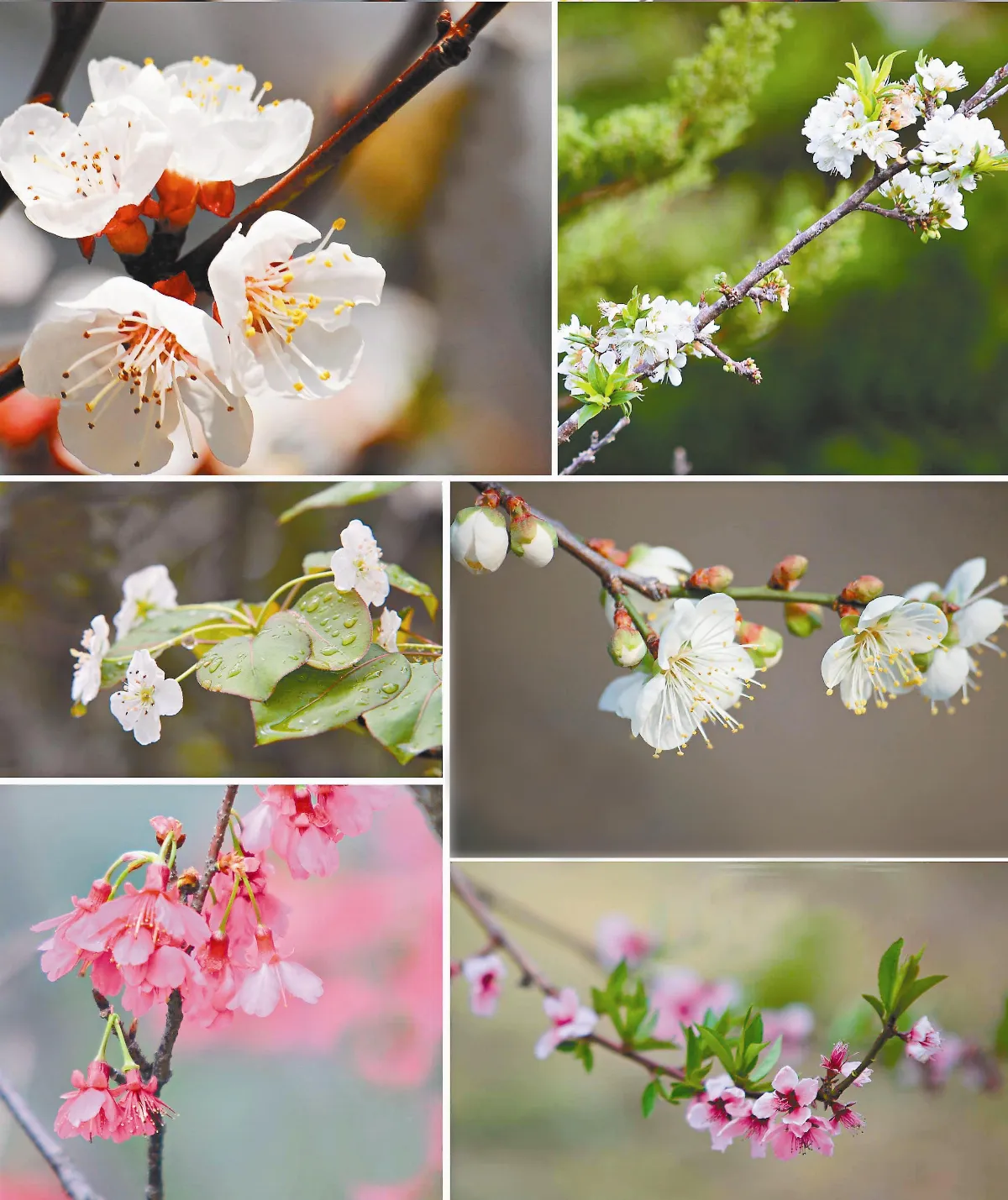 遊藝筆記 花事雜談辨梅桃李杏梨櫻