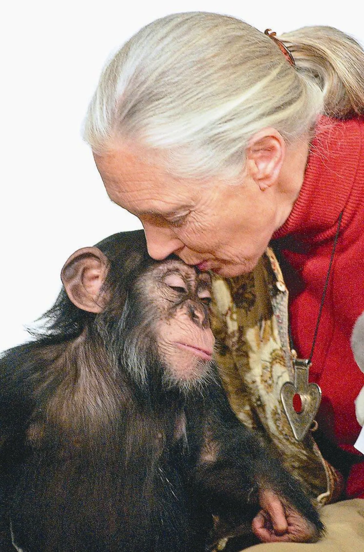 珍古德：人不尊重動物 招致疫病