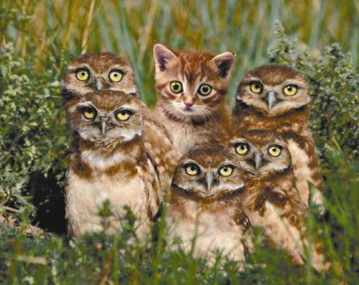 有毛就是恆溫動物？