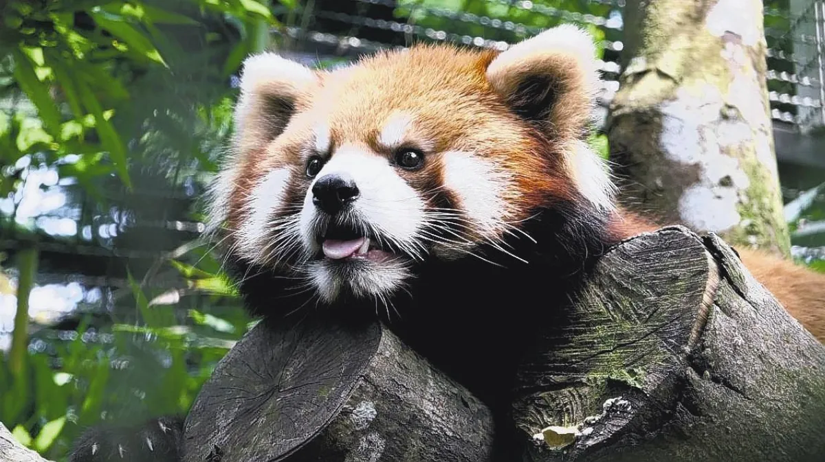 動物園架空橋 特訓小貓熊