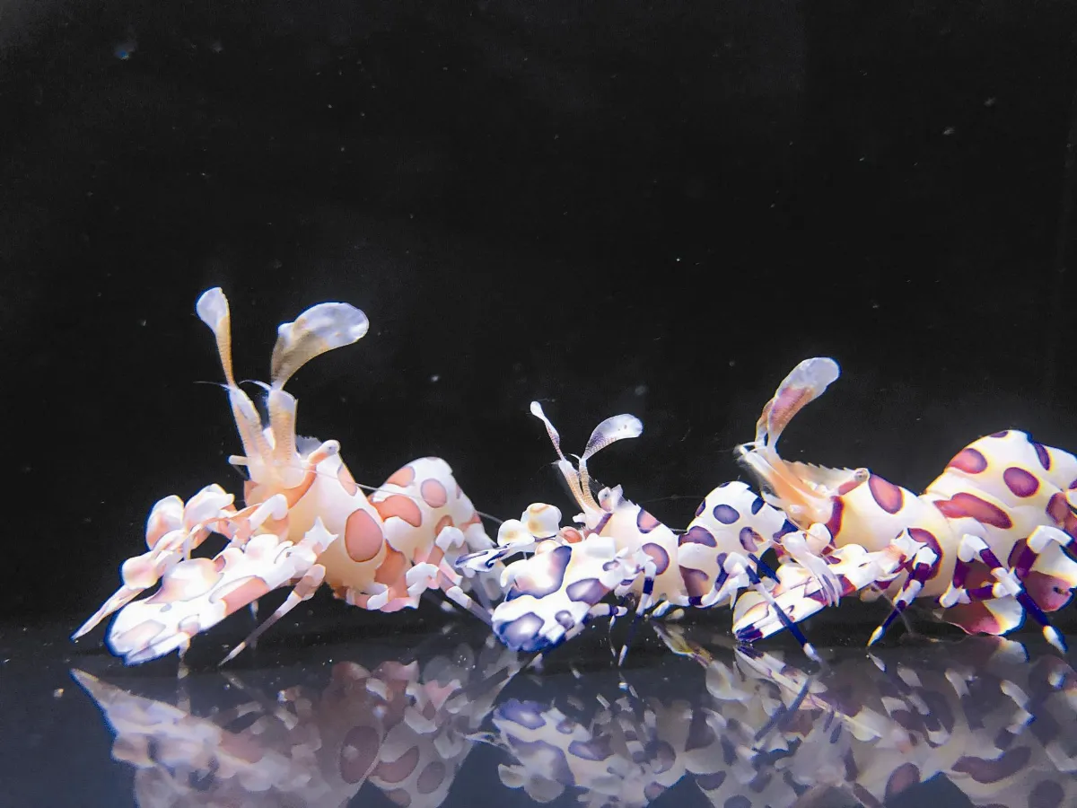 蝴蝶藍油彩蠟膜蝦 新裝登場