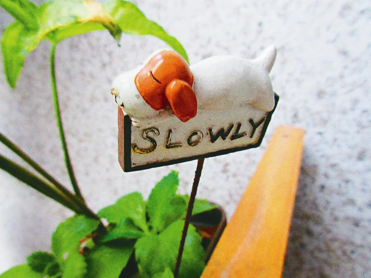 生活快門 放慢腳步