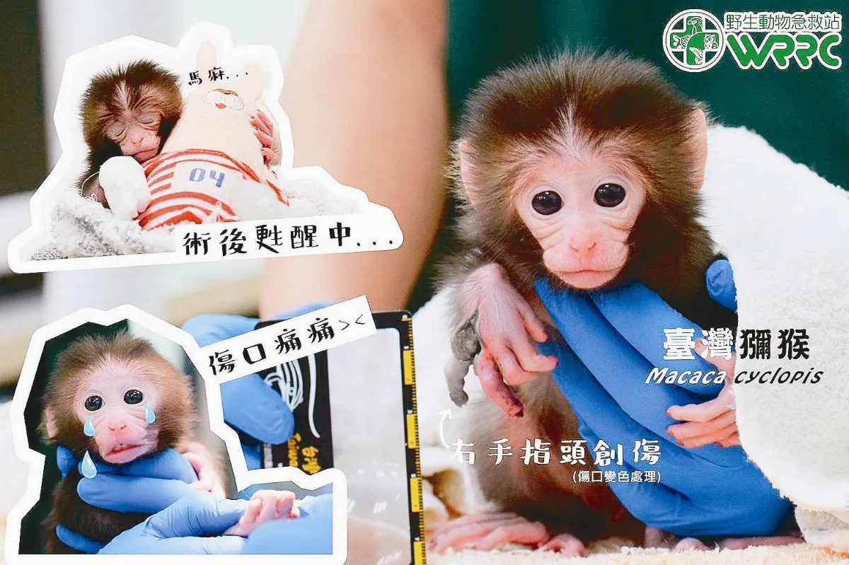 母猴遭烹煮 幼猴抱殘肢哭泣