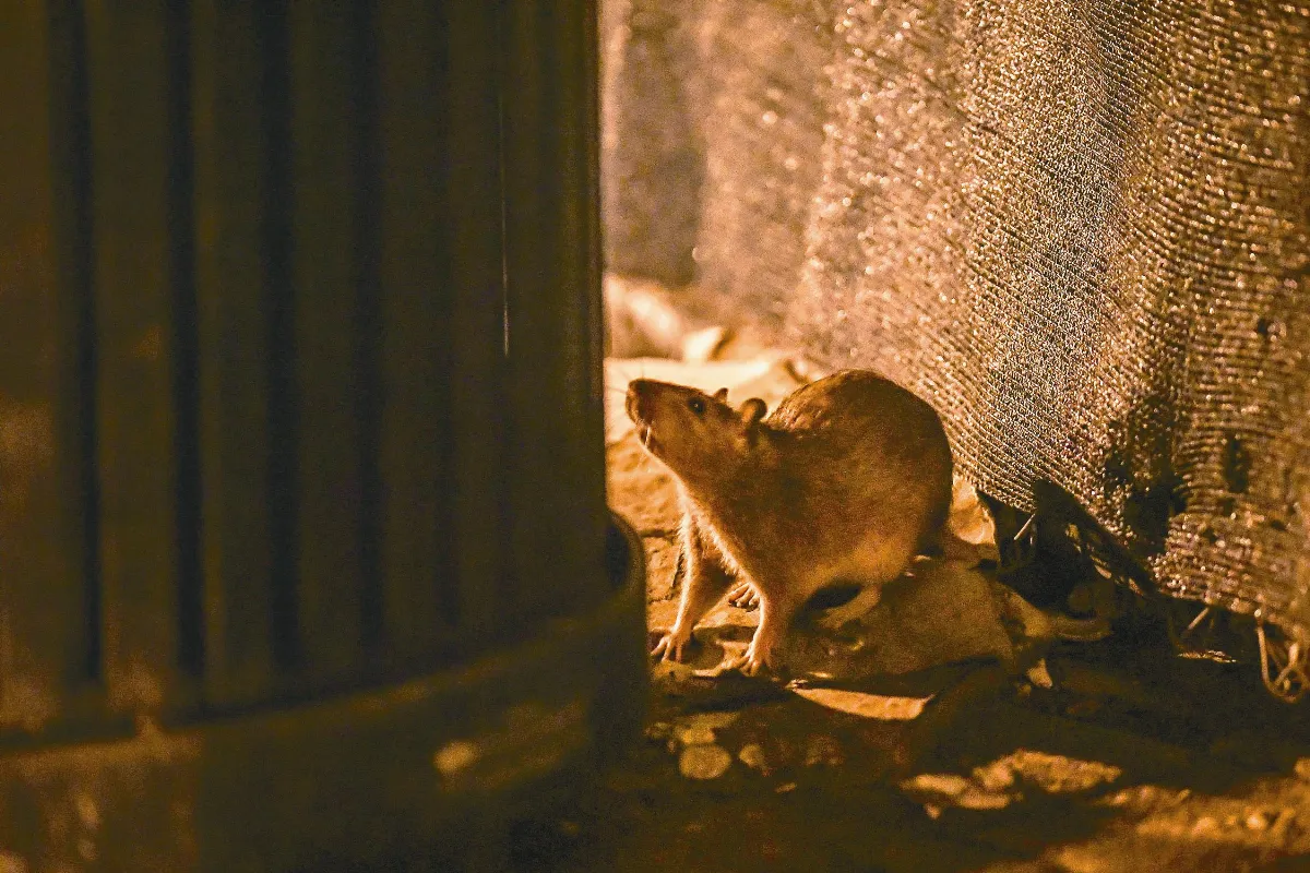 科學尬新聞  轉吧七彩霓虹燈──都市化動物