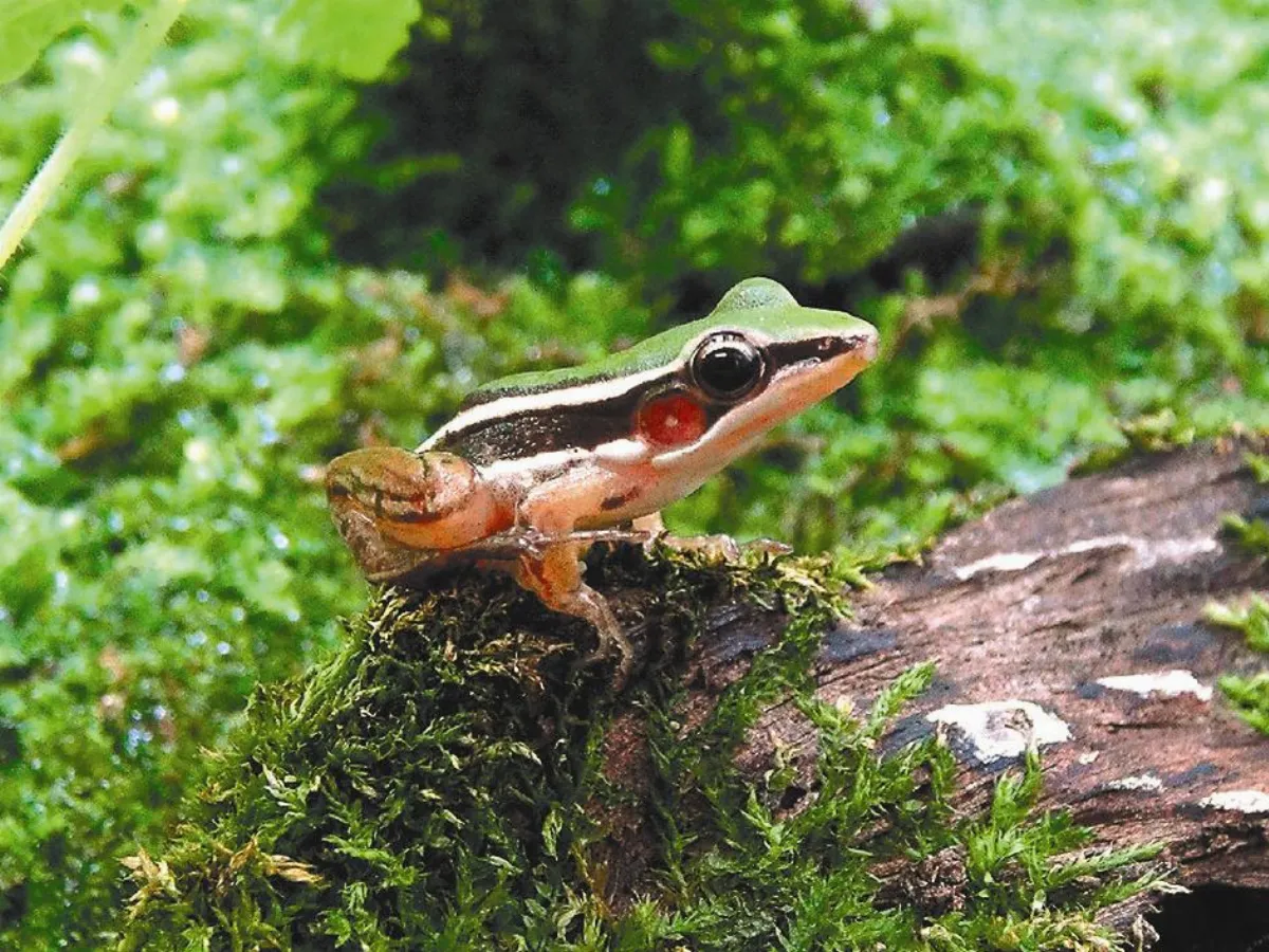 雙北攜手 野放台北赤蛙