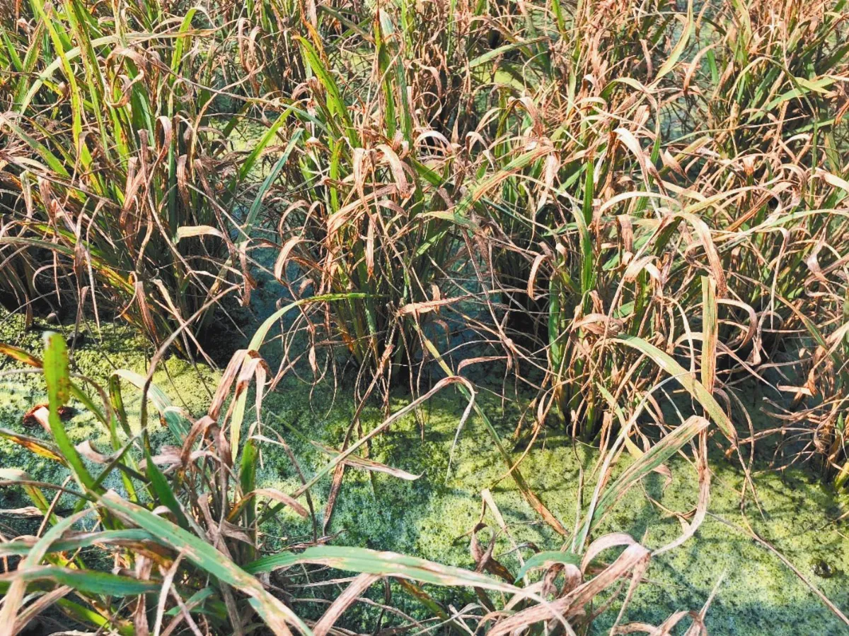 稻熱病肆虐花東 農民：10年首見