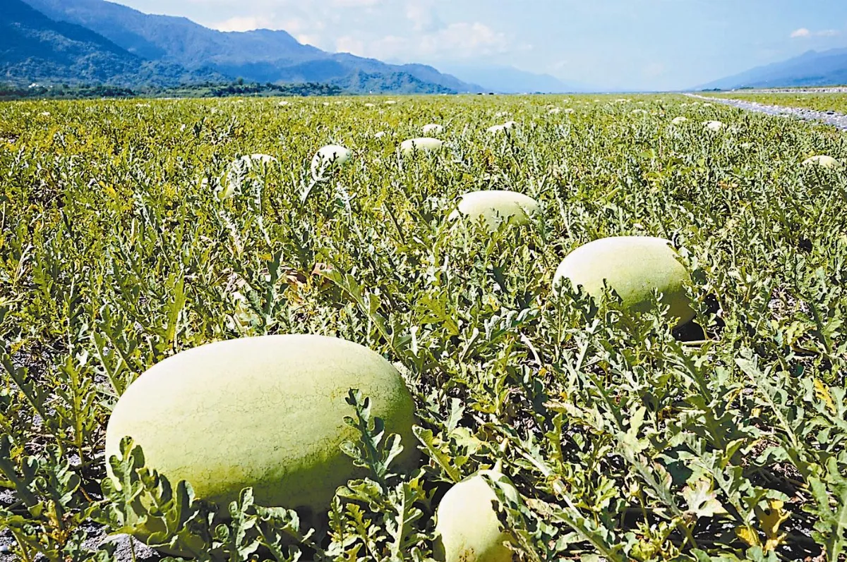 50年來最低  西瓜大跌價 立委：便宜到像土