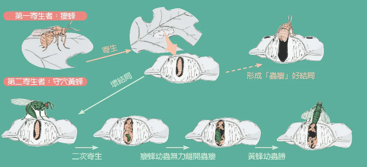 你知道嗎？ 癭蜂寄生 黃蜂在後