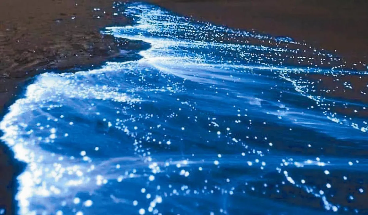 封中奇蹟  遊客頓減  夢幻藍色瑩光海現蹤