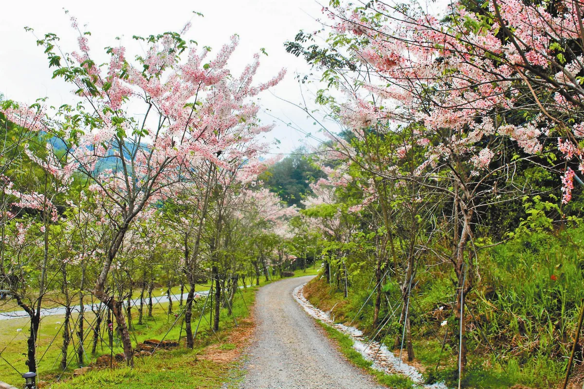 印象旅人花旗木燦放蝶舞間