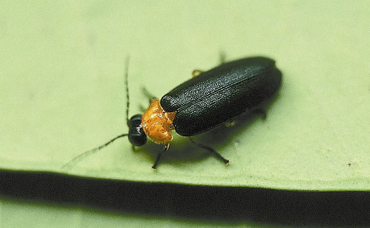 春夏時節  流螢閃爍水草間