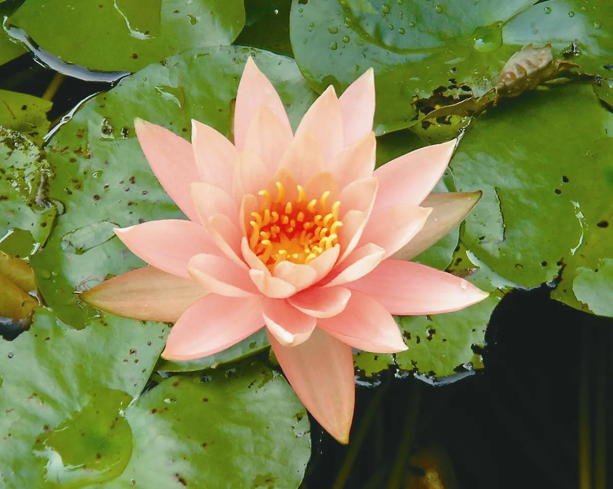 紀實攝影  一花一世界