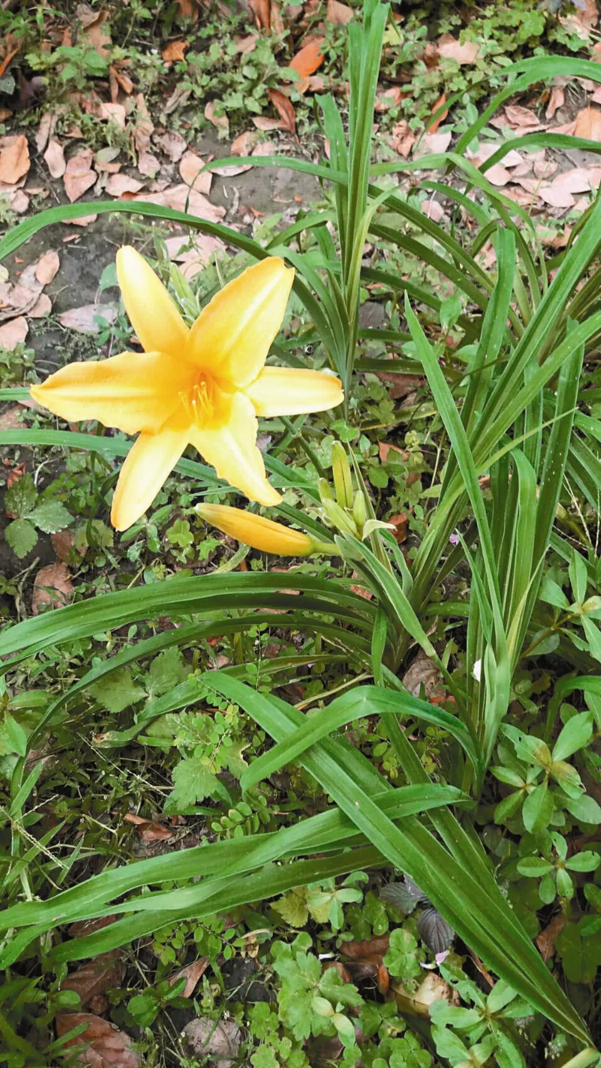 【節日幽思】中國人的母親花 金針花