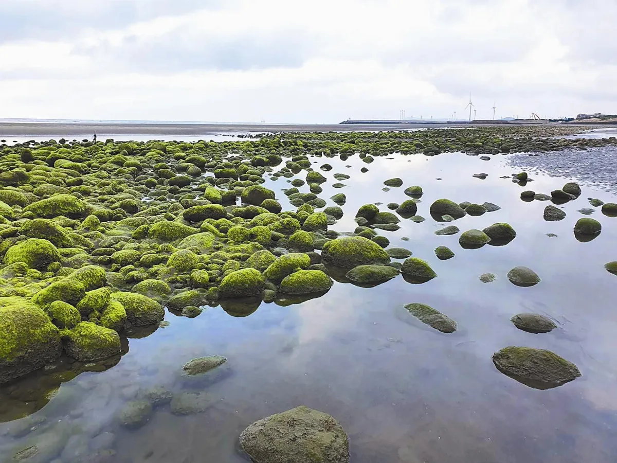 苑裡海岸 撒落一地綠寶石