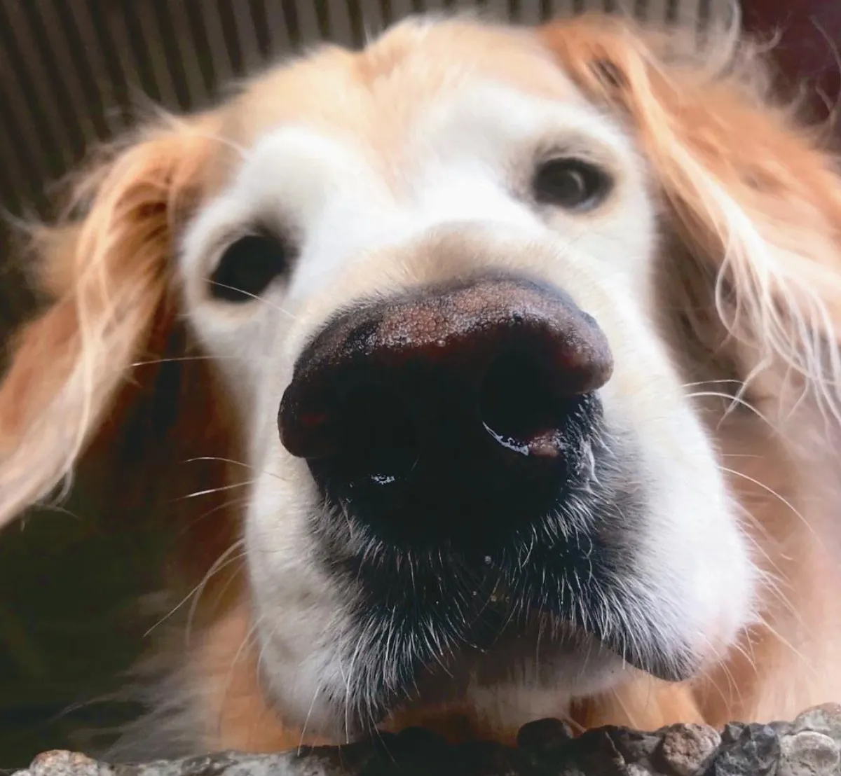 寵物一家親 寶貝柯南 摯愛一生