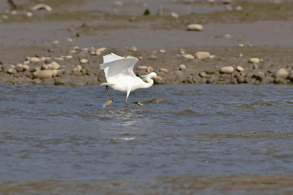 比黑面琵鷺還少 全球剩3千隻 許厝港再現唐白鷺