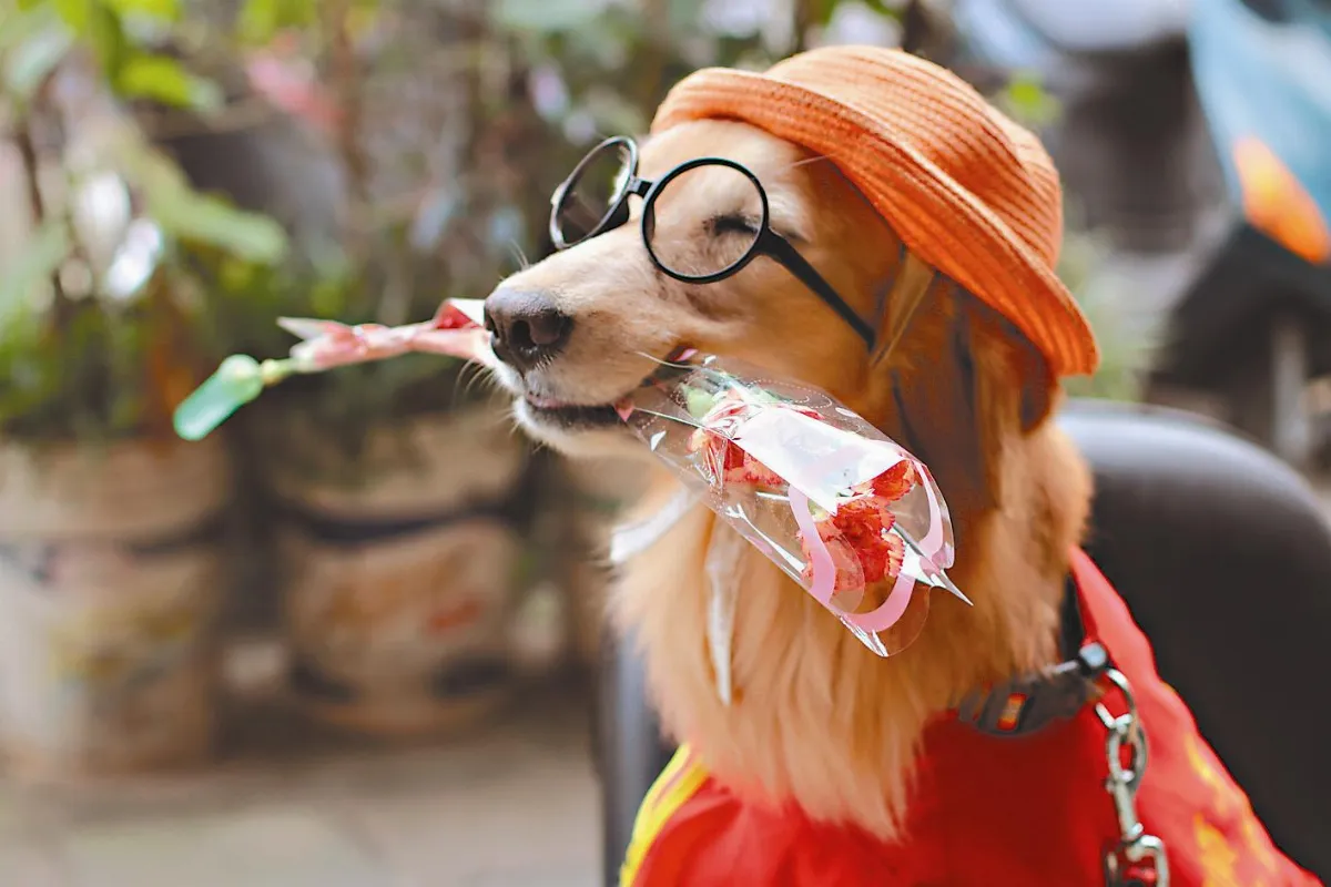 服務犬蕗米 陪獨老過母親節